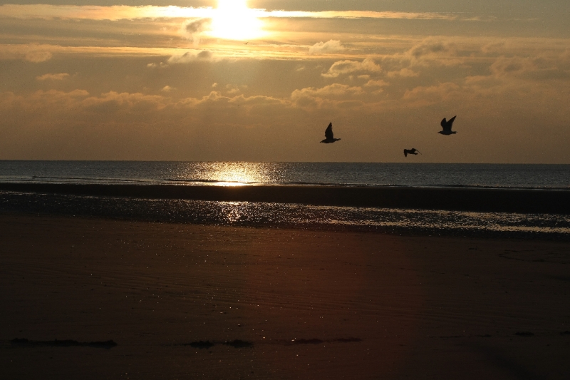 Bord de mer couché de soleil avec mouettes 2.JPG